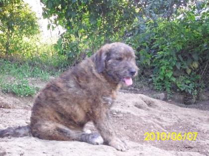 LUCA  sucht eine Zuhause