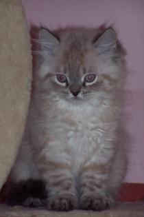 Perser Colorpoint Katerchen