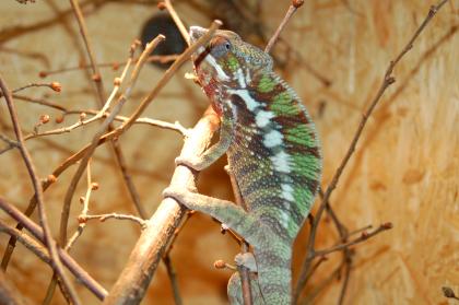 Furcifer Pardalis Diego Suarez   2.4