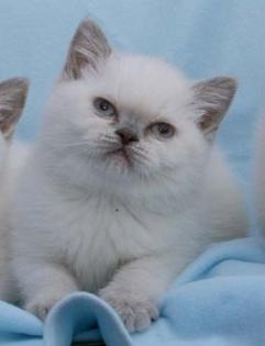 Suche BKH Deckkater lilac-point, Blutgruppe B 