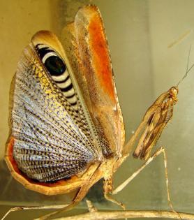 Biete Pseudempusa pinnapavonis L2 (Gottesanbeterin)