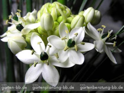 GartenPlanung GartenBeratung Berlin u Umland