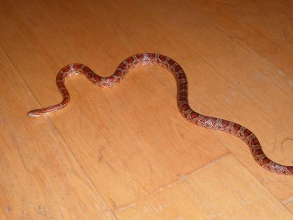 Verkaufe Kornnatter (Pantherophis guttatus)