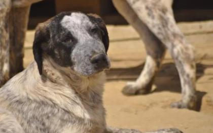 Colette sucht ein passendes Zuhause
