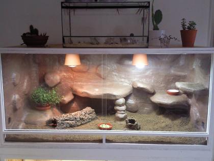 Terrarium (150x70x70) Komplett+Farb-Bartiweibchen