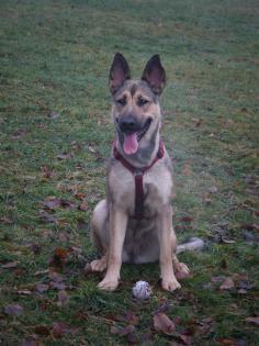 Tilla sucht ein neues zu Hause