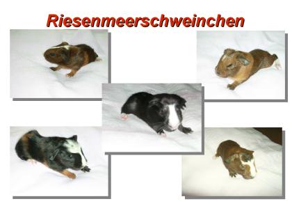 Cuy ( Riesenmeerschweinchen )
