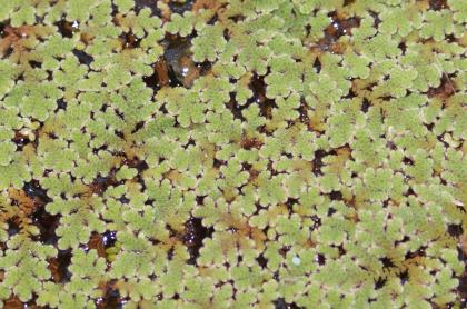 Biete Azolla filiculoides, Feenmoos,Algenfarn
