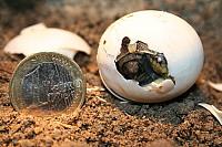 Griechische Landschildkröte THB sucht neuen Wirkingskreis :-)