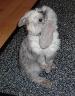 Kaninchen / Rexwidder-Dame LUISE incl. Käfig sucht neues Zuhause