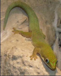 Gecko (Palmentaggecko Phelsuma dubia) 