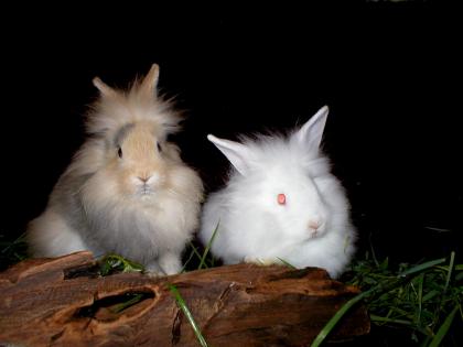 Angora-Löwenköpfchen abzugeben