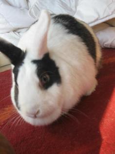 1 weibl. Hase sucht ein neues zu Hause 