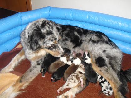 Australian Shepherd Welpen  ASCA  