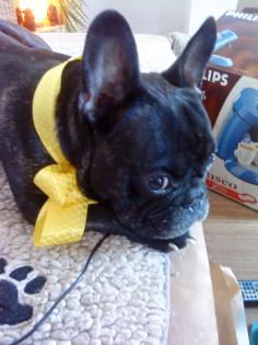 French Bully Welpe gesucht