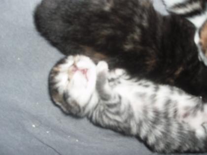 Was Besonderes!!!Maincoon-Bengalmix-Kitten!!!