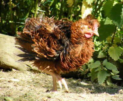 Strupphuhn Hahn