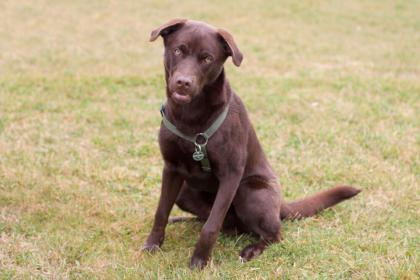 BRUNO - Husky-Mix-Weimaraner - 8 Monate - Tierhilfe-Franken e.V.