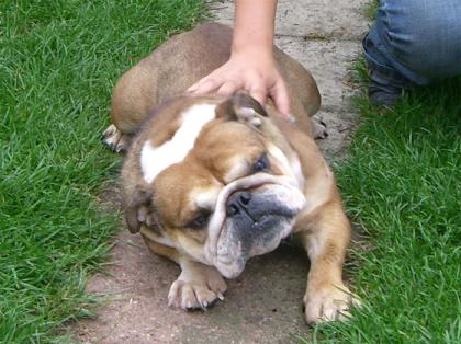 Pullja, Englische Bulldogge, 3 Jahre jung 