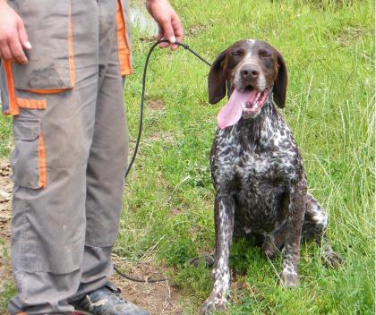 Mobile-Jagdhundeschule-Franken 
