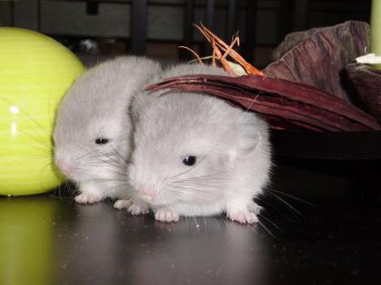 Chinchilla Babies (männlich) violett suchen ein neues Zuhause