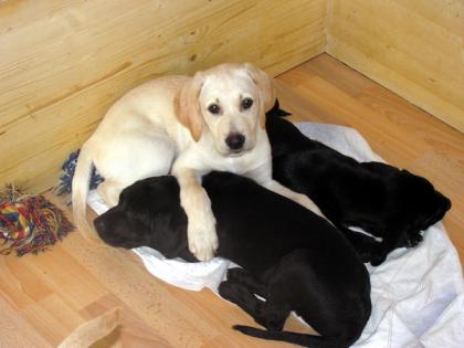LABRADOR WELPEN