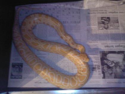 Albino Tigerpython