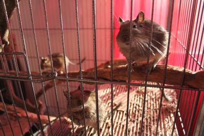 3 Degus mit Käfig