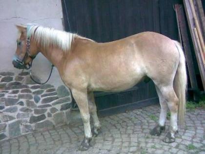 3 Jähriger Haflinger