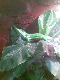 1,1 Anolis Equestris / Ritteranolis