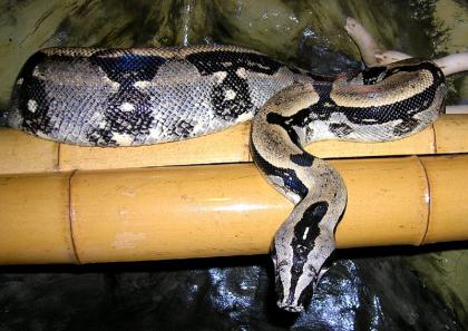 Eigene Nachzuchten Boa constrictor longicauda (25.07-0.7978)