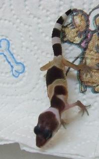 4 Leopardgeckonachzuchten2021