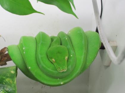 Pärchen Morelia Viridis Sorong mit Terrarium (Gr. Baumpython)