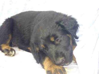 Biete typvolle Rottweilermischlinge