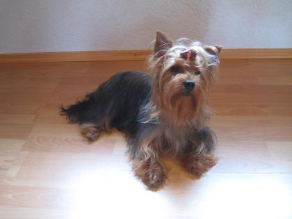 Yorkshire Terrier 2 Jahre