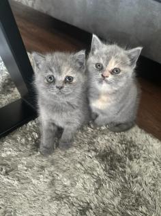 Britisch Kurzhaar Kitten