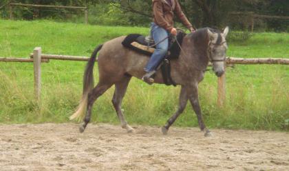 Biete eine Reitbeteiligung auf 6jährigem westerngerittenem Quarter Horse in Diet