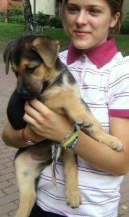Schäferhundmix Welpe abzugeben