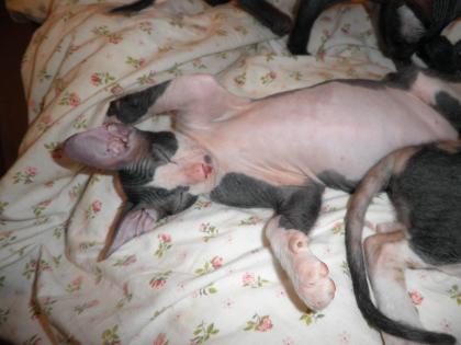 DON SPHYNX Kitten wollen nach Hause!!!
