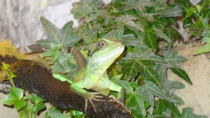 Grüne Wasseragame
