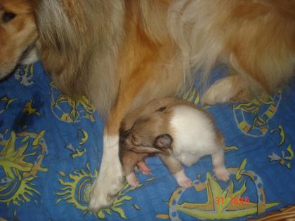 Hallo unsere Collie hündin hat ein süßes baby ...