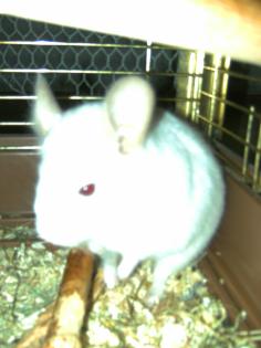 Chinchilla Böckchen abzugeben ca. halbes Jahr alt / nur in liebevolle Hände abzu