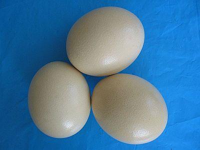 Straussenei zum Verzehr