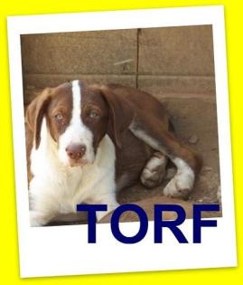 Torf, ein Traum von einem Welpen