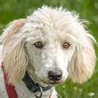 KEFIR -  weiblich  1 Jahr  44 cm  12.5 kg  Puli-Mix  Gechipt  Kastriert
