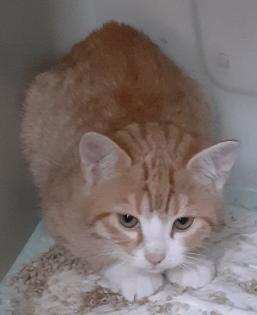 Freddy und Barney –  suchen dringend ein Zuhause! (aus dem Tierschutz / gechipt,