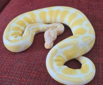 Königspython Albino 0.1
