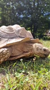 Spornschildkröte Sulcata weiblich Eierlegend