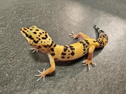 Biete Leopardgecko Nachzuchten 2024 und 2024 (Eublepharis macularius) bei Hambur