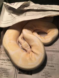 1.0.0 Königspython Albino